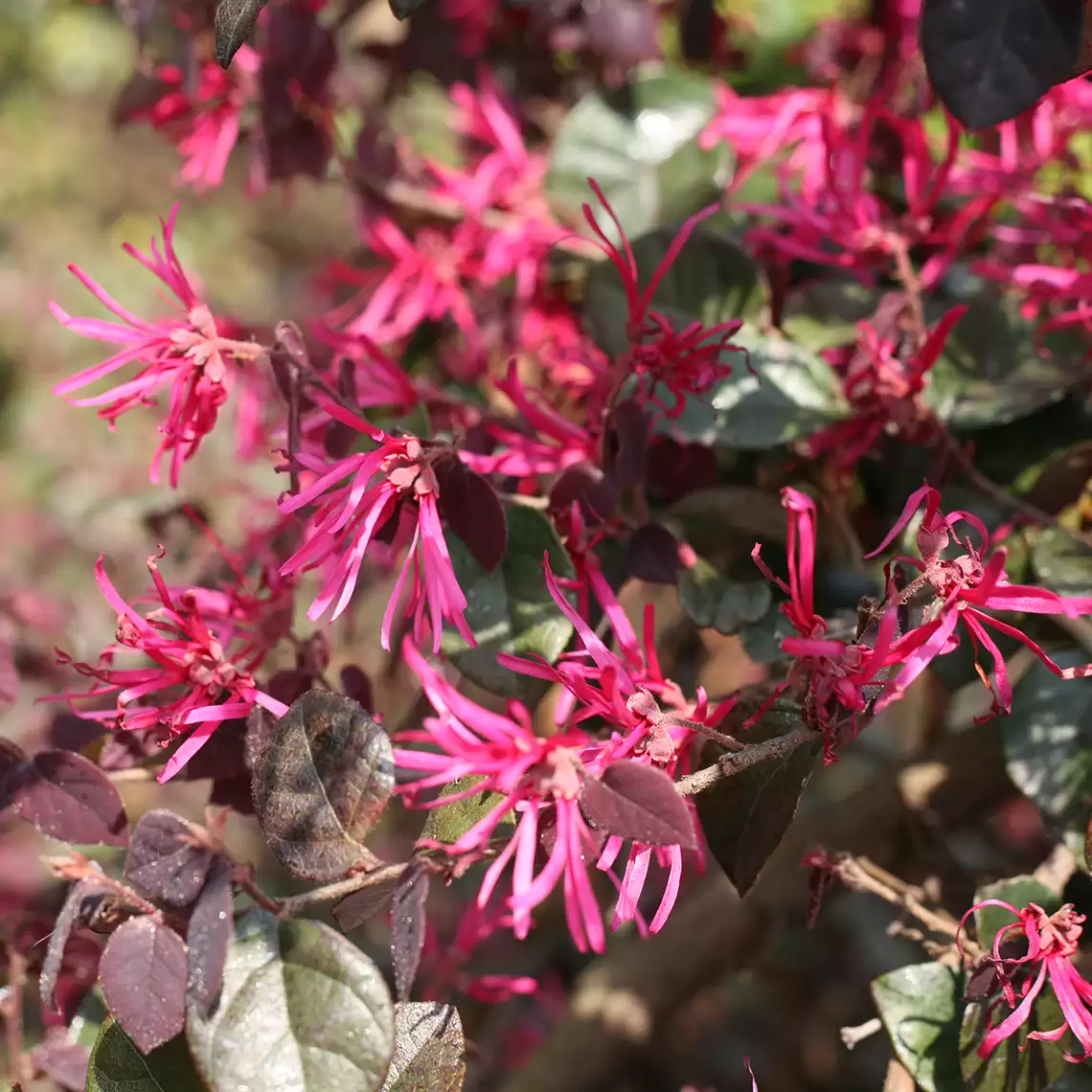 Close up of Jazz Hands Bold Loropetalum heavy bloom set